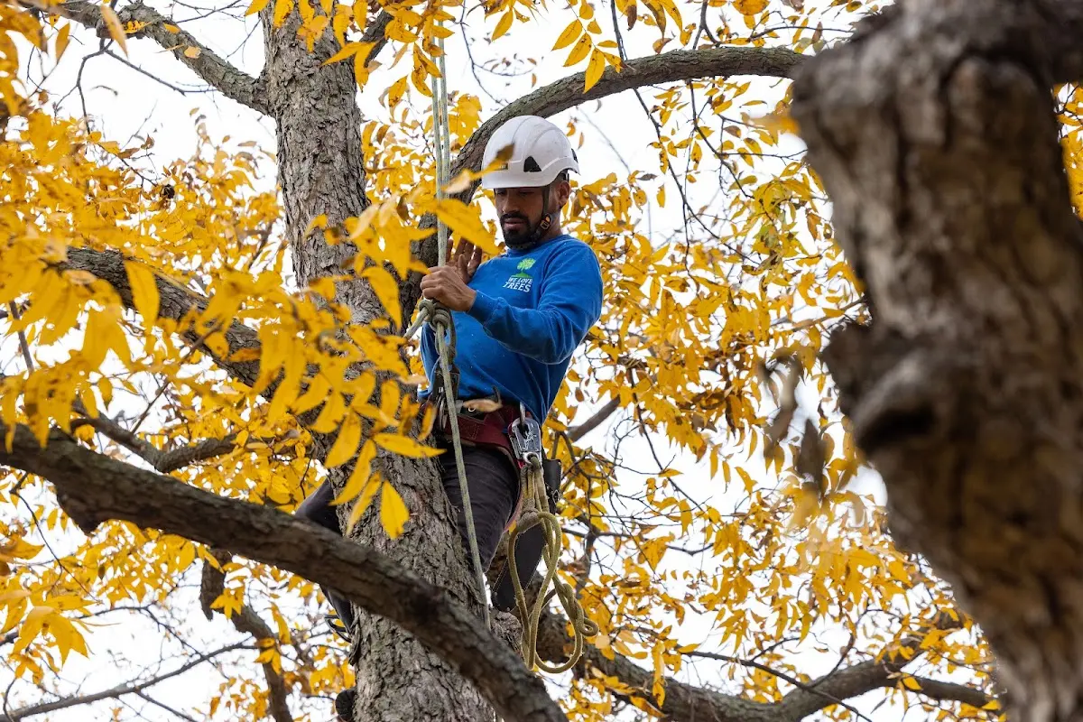Skilled Tree Pruning crew working in Danville